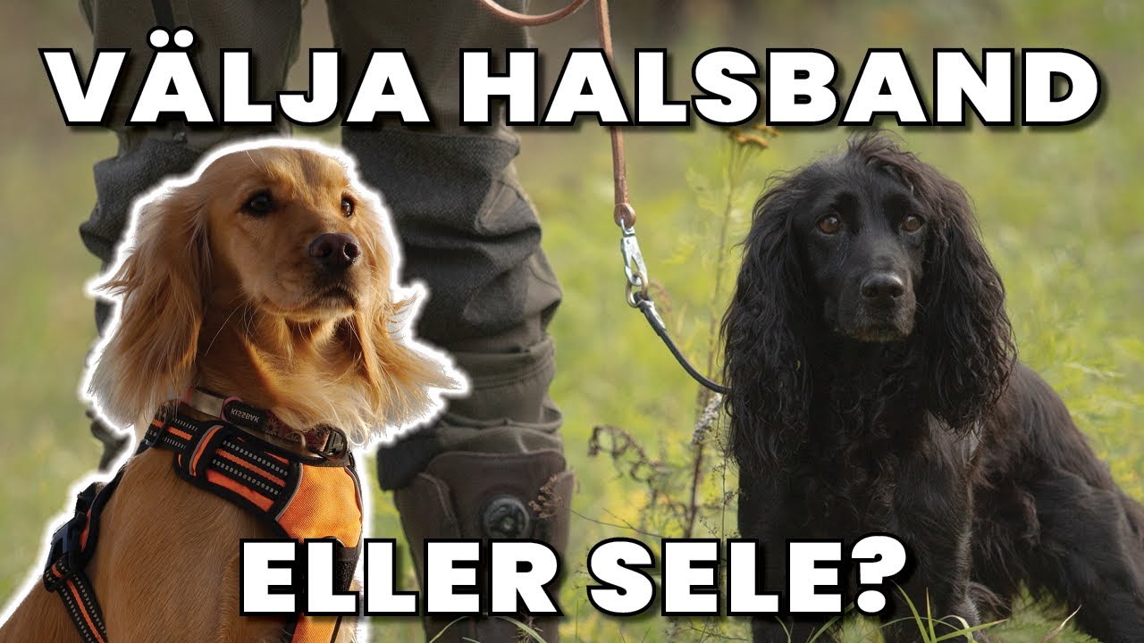 Vad ska man ha för Halsband till sin Hund? Fast, Halvstryp, Dressyrlänk, Strypkoppel eller Sele?