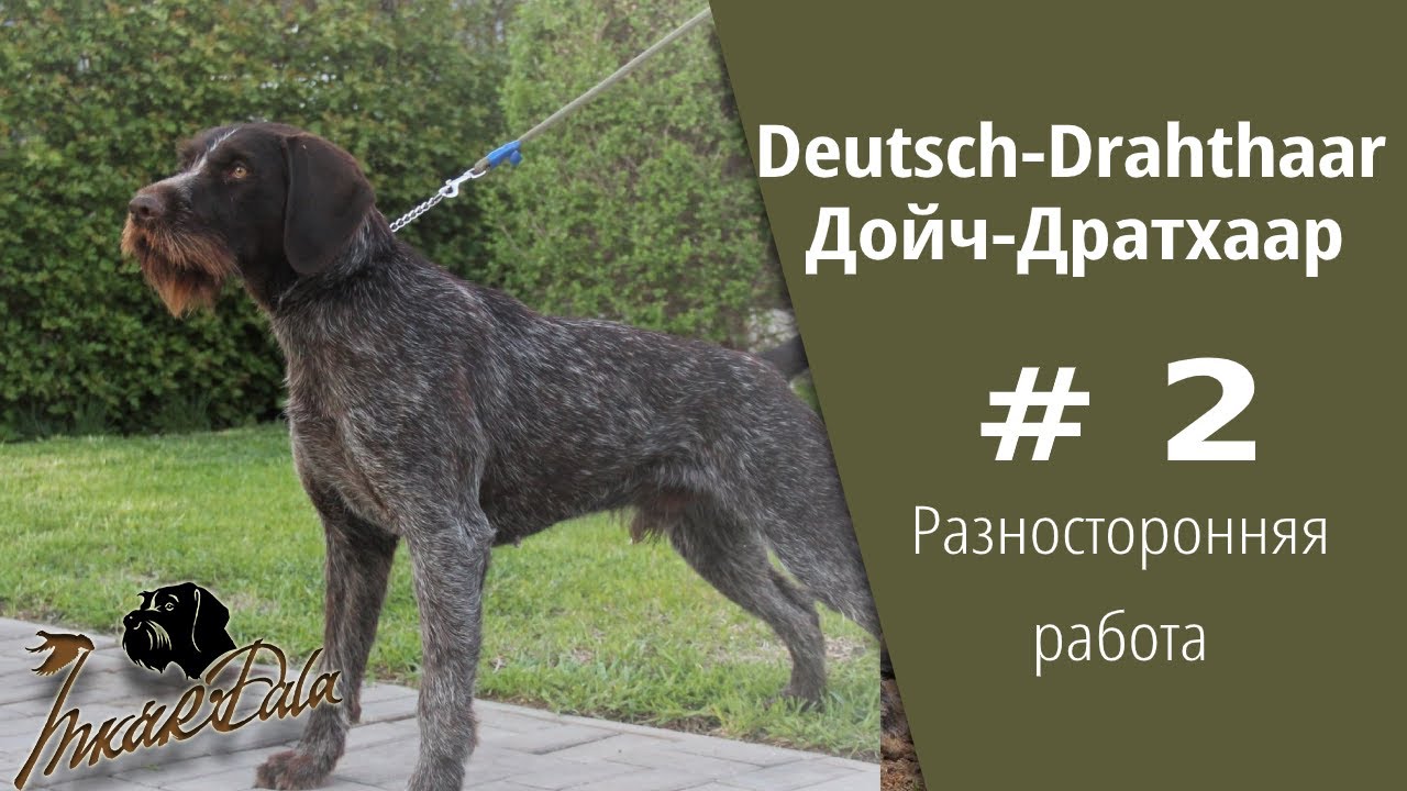 Разносторонняя работа Дойч-Дратхаара  2 серия