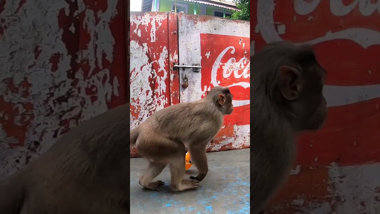 Fanta Loving Monkeys in Mumbai, India 🇮🇳