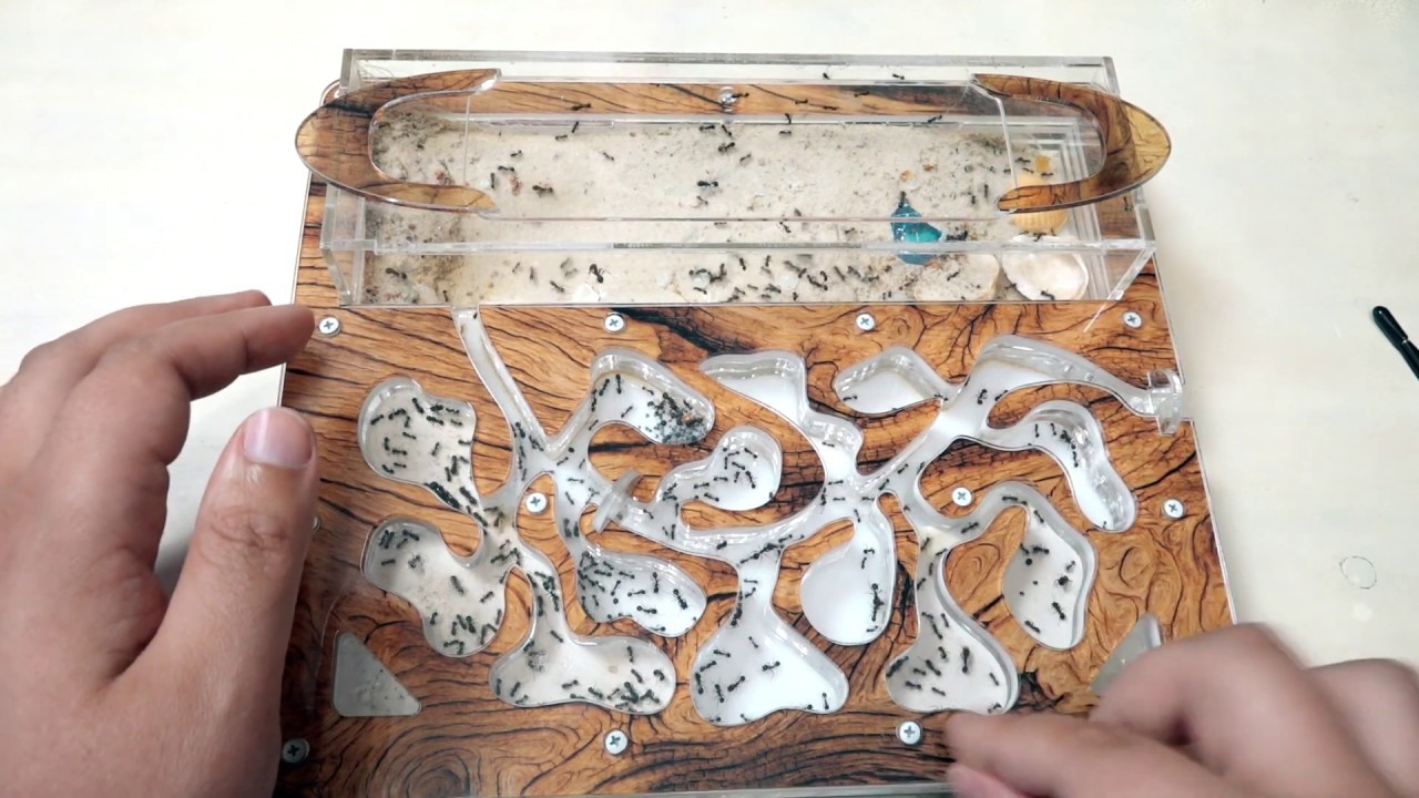 Что будет если оставить муравьиную ферму на 10 дней?