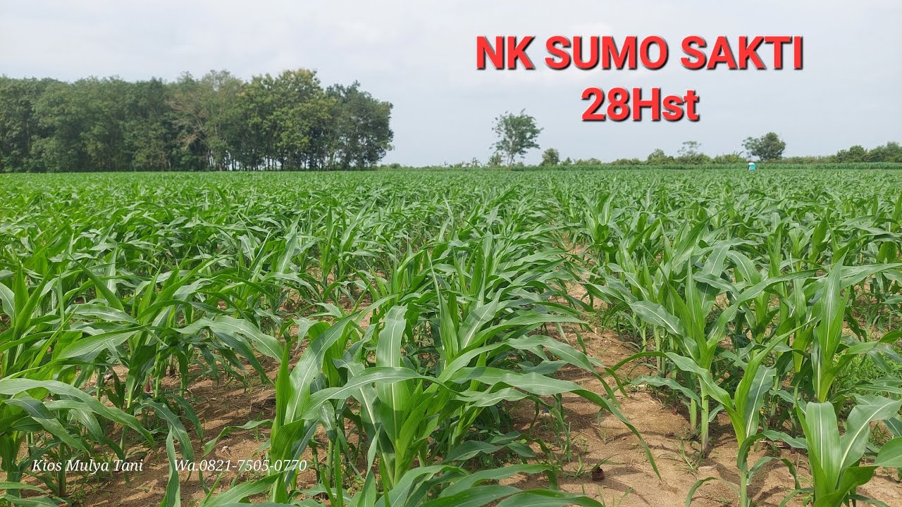 Sumo Sakti NK