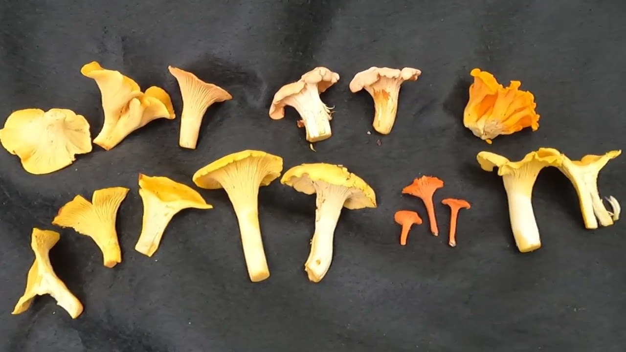 Chanterelle mushrooms - Western North Carolina July 4th - fruiting now - go foraging - wild food