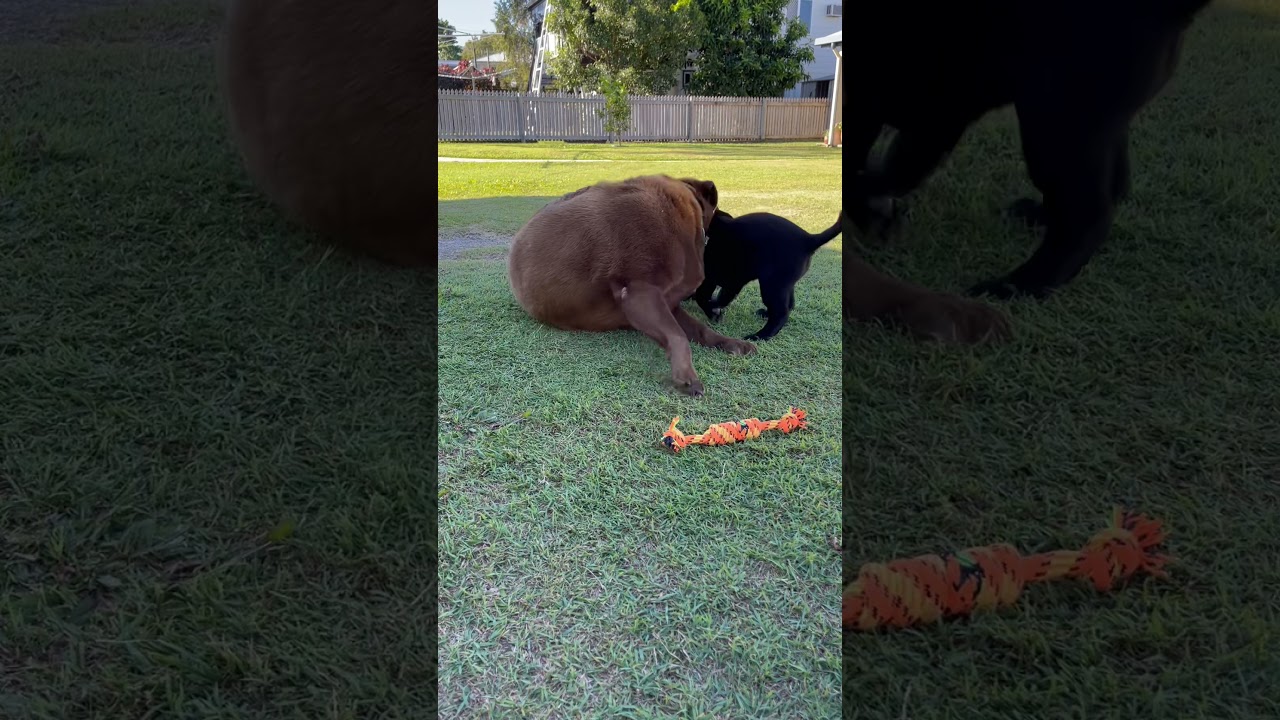 Honey Bear and her new sister Onyx Julie having a play! Purebred Labradors