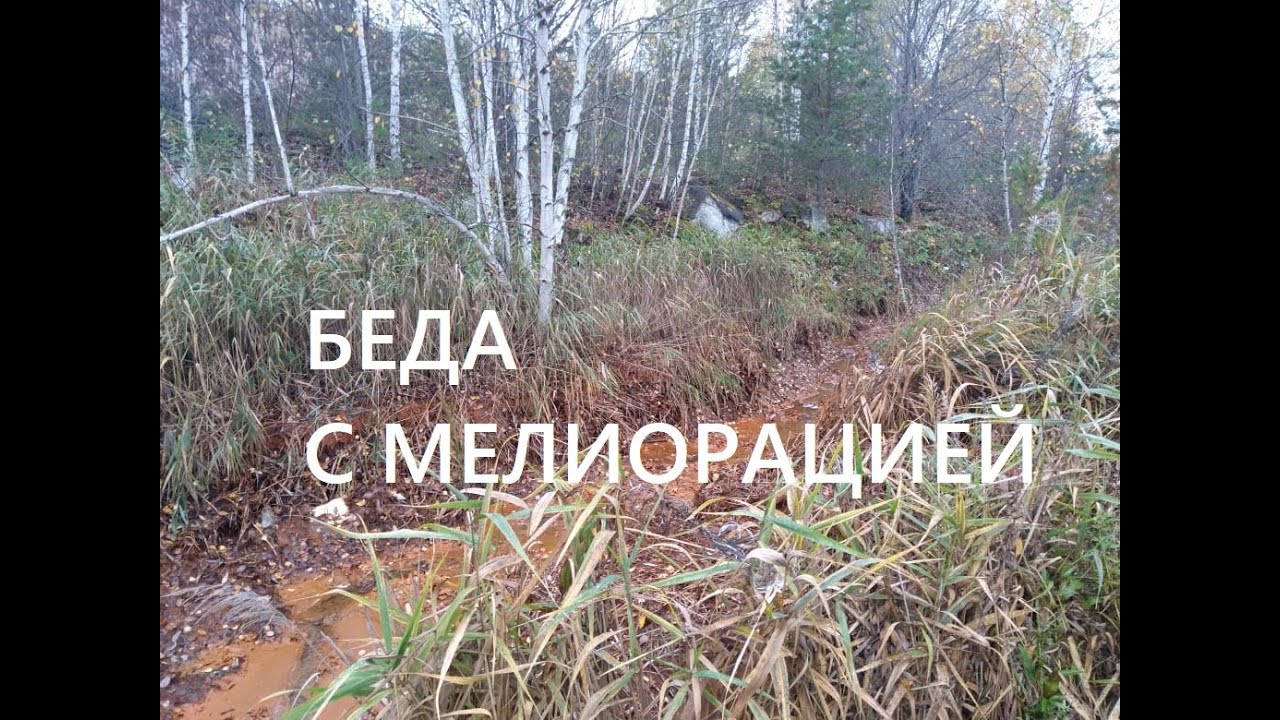 ПЛОХОЕ СОСТОЯНИЕ МЕЛИОРАЦИИ. ЗАБРОШЕННЫЙ МЕЛИОРАТИВНЫЙ КАНАЛ.