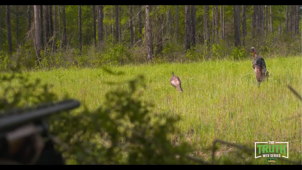 Alabama Gobbler Sneaks in & Slams Decoy