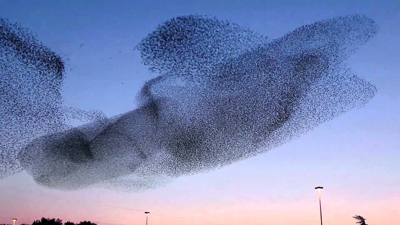 Les nu&eacute;es d'&eacute;tourneaux &copy; Philippe Lavaux / Biosmotion