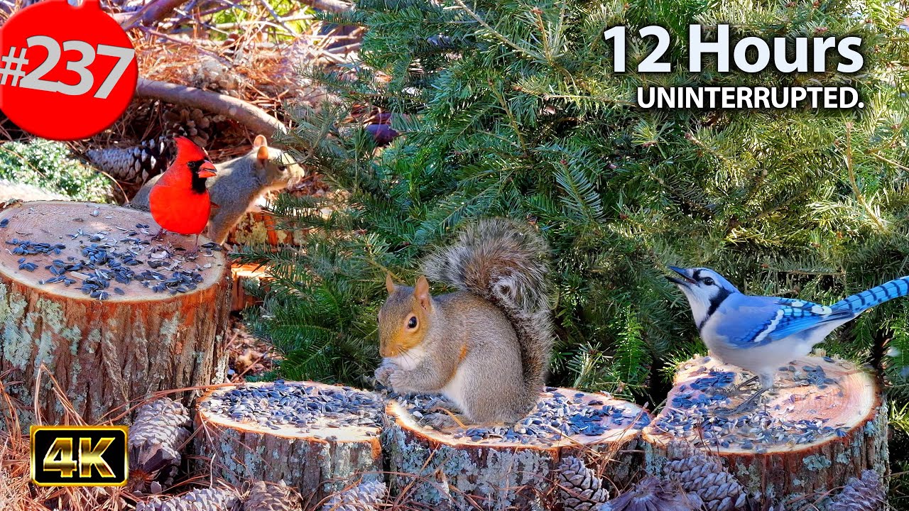 Best of Relaxing TV for Cats 😻12 Hours of Uninterrupted Birds 🐦 Cat TV