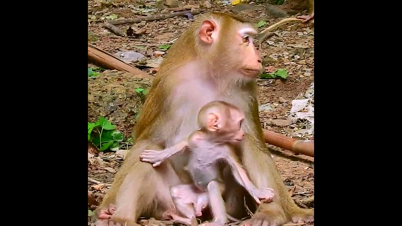 My God! Why little baby Luno crying loudly like this