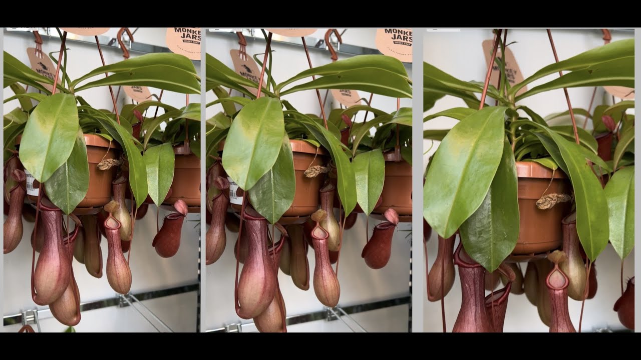 Nephenthes | Monkey Cup plant | Insect killer