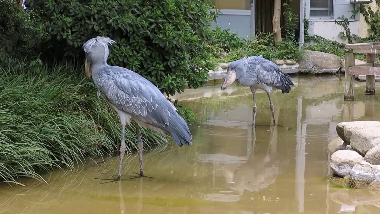 shoebill、二羽で鯉を狙う＠上野のハシビロコウ