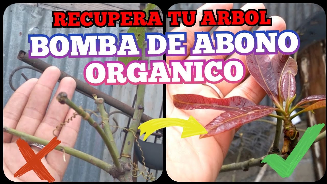 Como #recuperar ARBOL DE MANGO Seco y Enfermo #Recuperarplantas #jardín