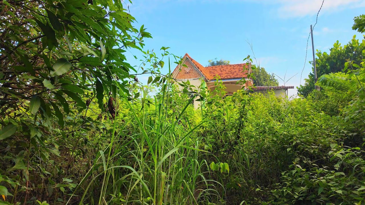 75-Year-Old CEO Returns After 10 Years… Finds His Parents’ House Turned Into a Jungle