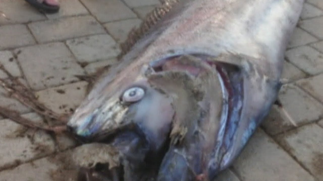 Giant 18-foot oarfish found off California coast