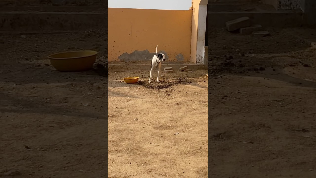Talha Ghouri Dog 🐕 Full Aggressive #talhaghourivlogs #shorts