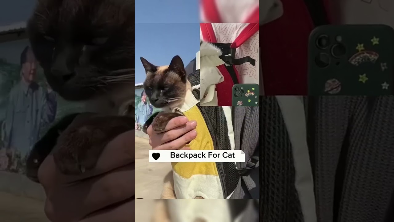 Watch How This Robot Mouse Entertains Cats!🐭  🔗 is  in My Bio🐞   #PetProducts