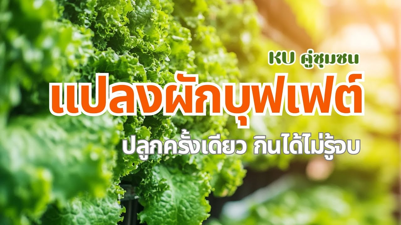 แปลงผักบุฟเฟต์ : Vegetable garden buffet ปลูกครั้งเดียว กินได้ไม่รู้จบ