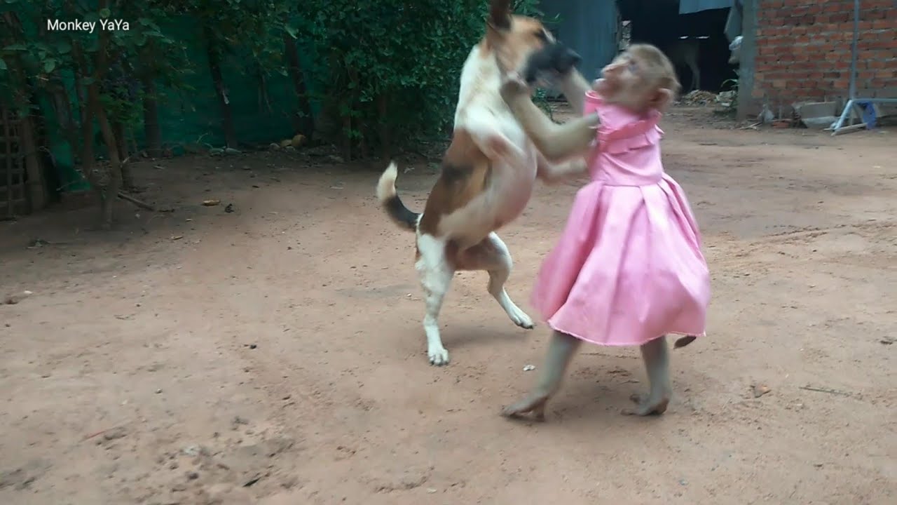 Monkey YaYa Miss Phim Dog So Much, Hugging Friend