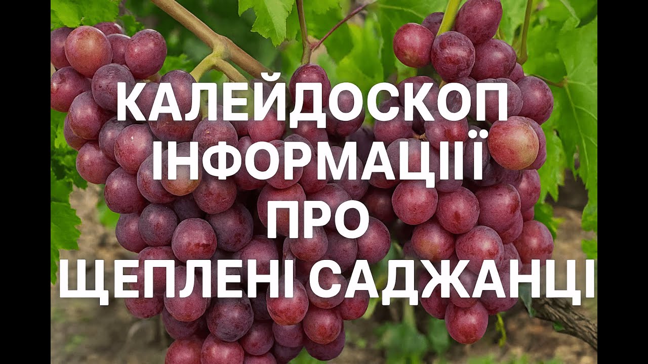Аргументи на користь щеплених саджанців. Інструмент вибору підщепи виноградної лози в описі до відео