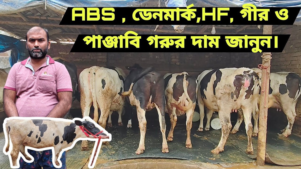 ৭৪ লিটার দুধের গরুর দাম কত। পাঞ্জাব থেকে কিভাবে গরু আনবেন। High' Milky Cow in west Bengal.