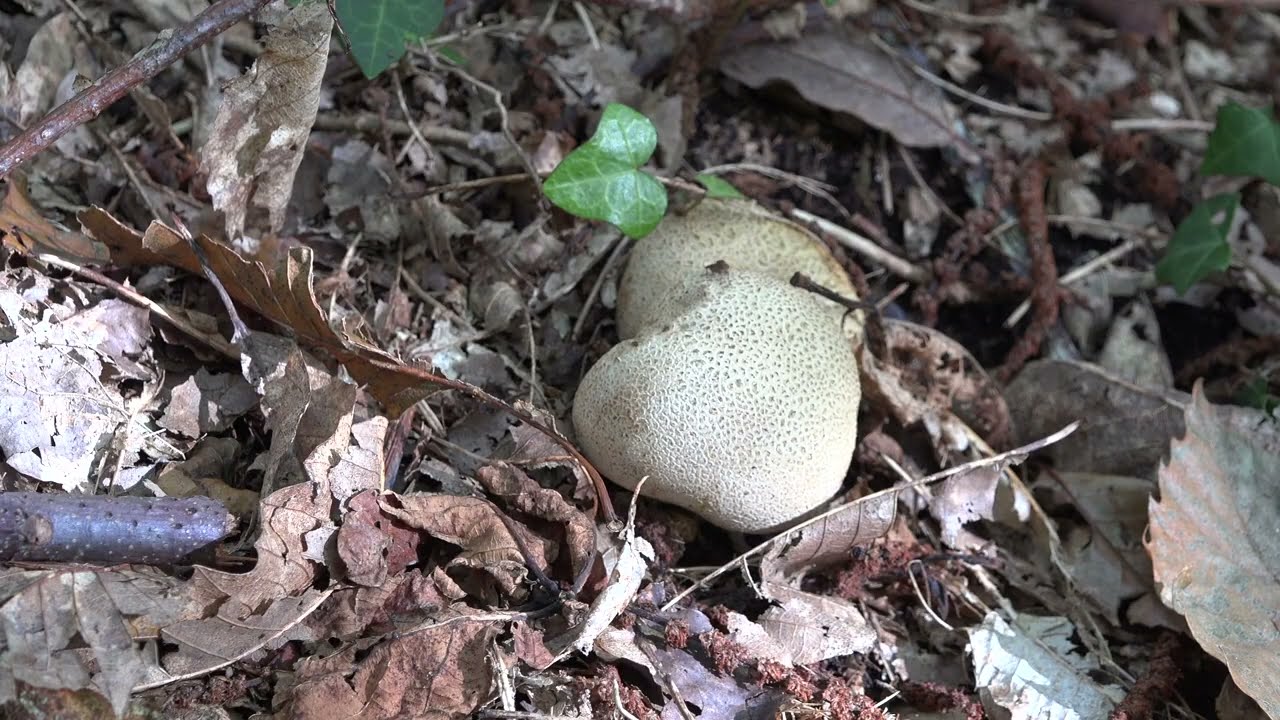 La vallée des traouieros à Perros-Guirec