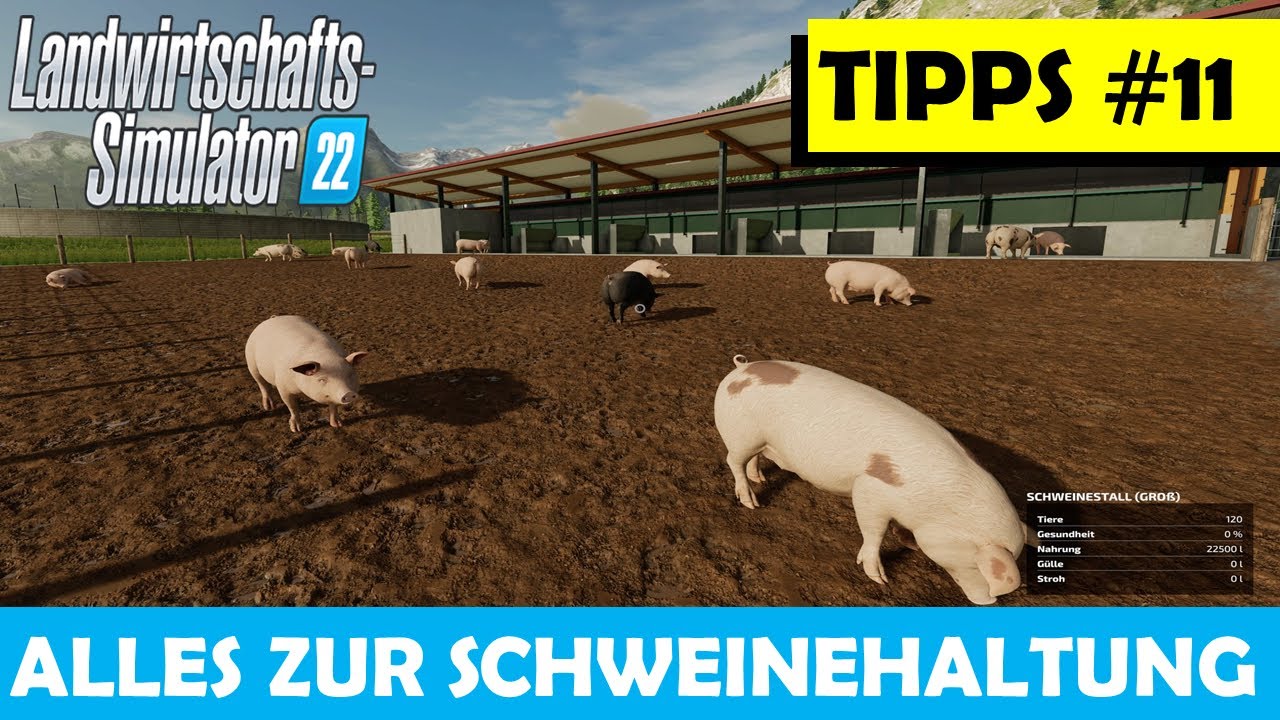 LS22 🚜 EINSTEIGER TIPPS #11 🍂 ALLES ZUR SCHWEINEHALTUNG 🍂 Stallbau, Tiere, Futter, Gülle + Mist !