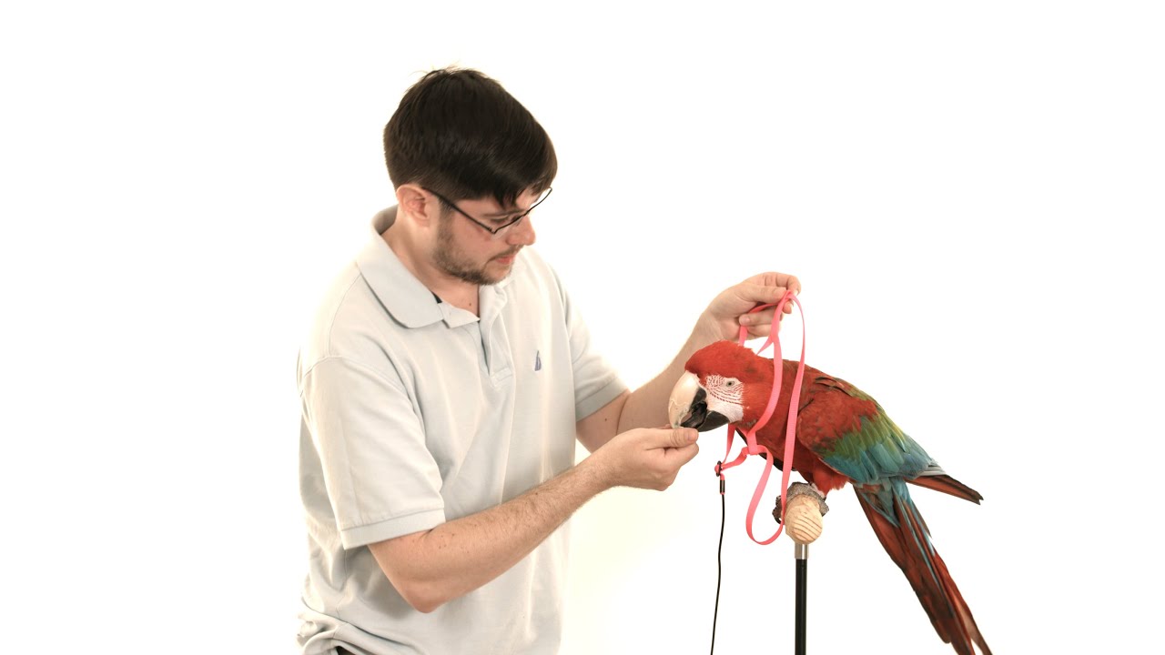 Santina Green Winged Macaw - How to Re-Harness Train a Parrot in 4K