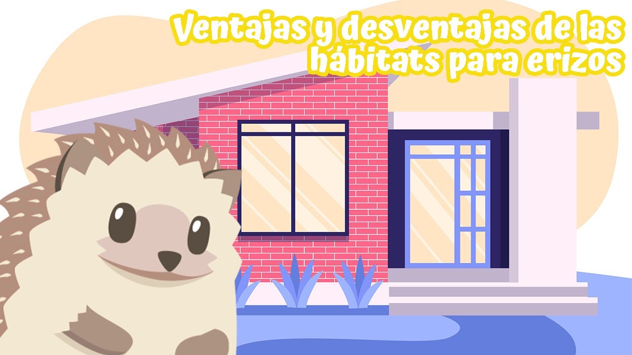 Ventajas y desventajas de las hábitats para erizos | Erizoo México