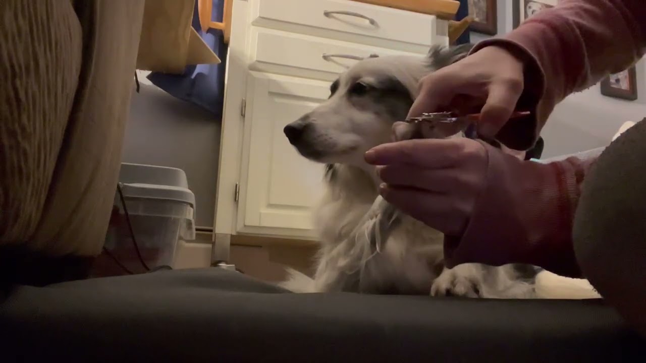 Nail trimming - “shaving” the nail 