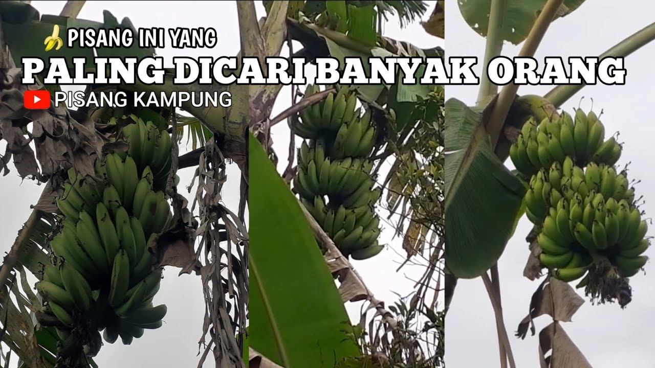 Panen pisang ambon putih dan pisang susu super