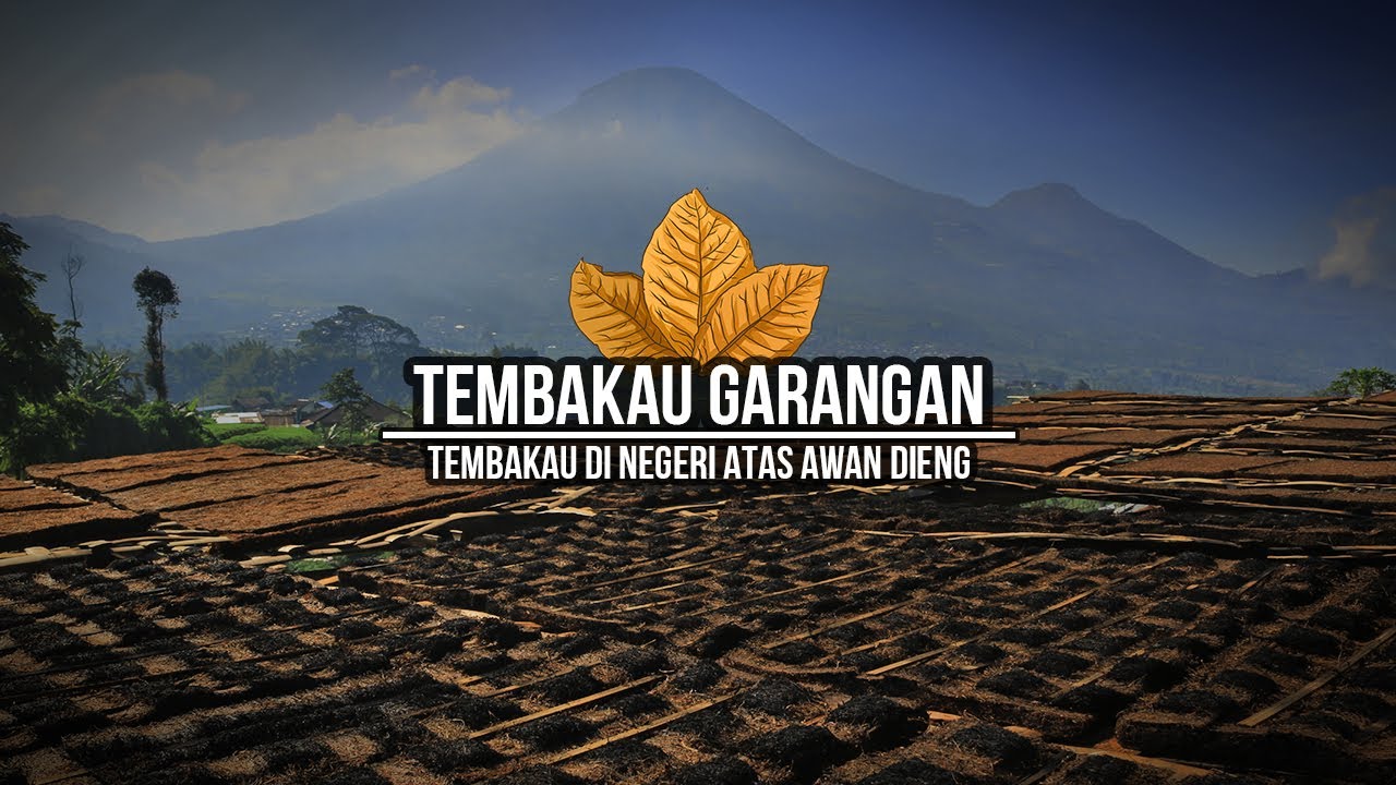TEMBAKAU DI NEGERI ATAS AWAN DIENG