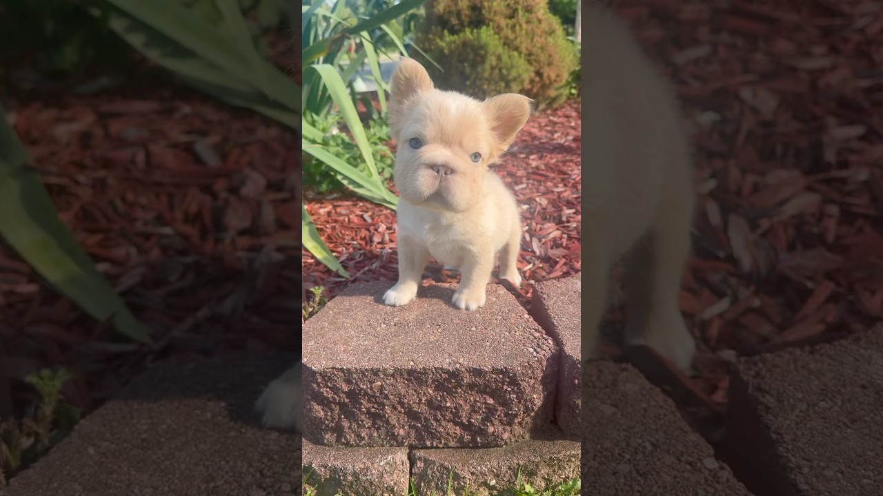 &ldquo;What a 5 figure 💼 Exotic Frenchie looks like&rdquo; #puppy #frenchie #dog