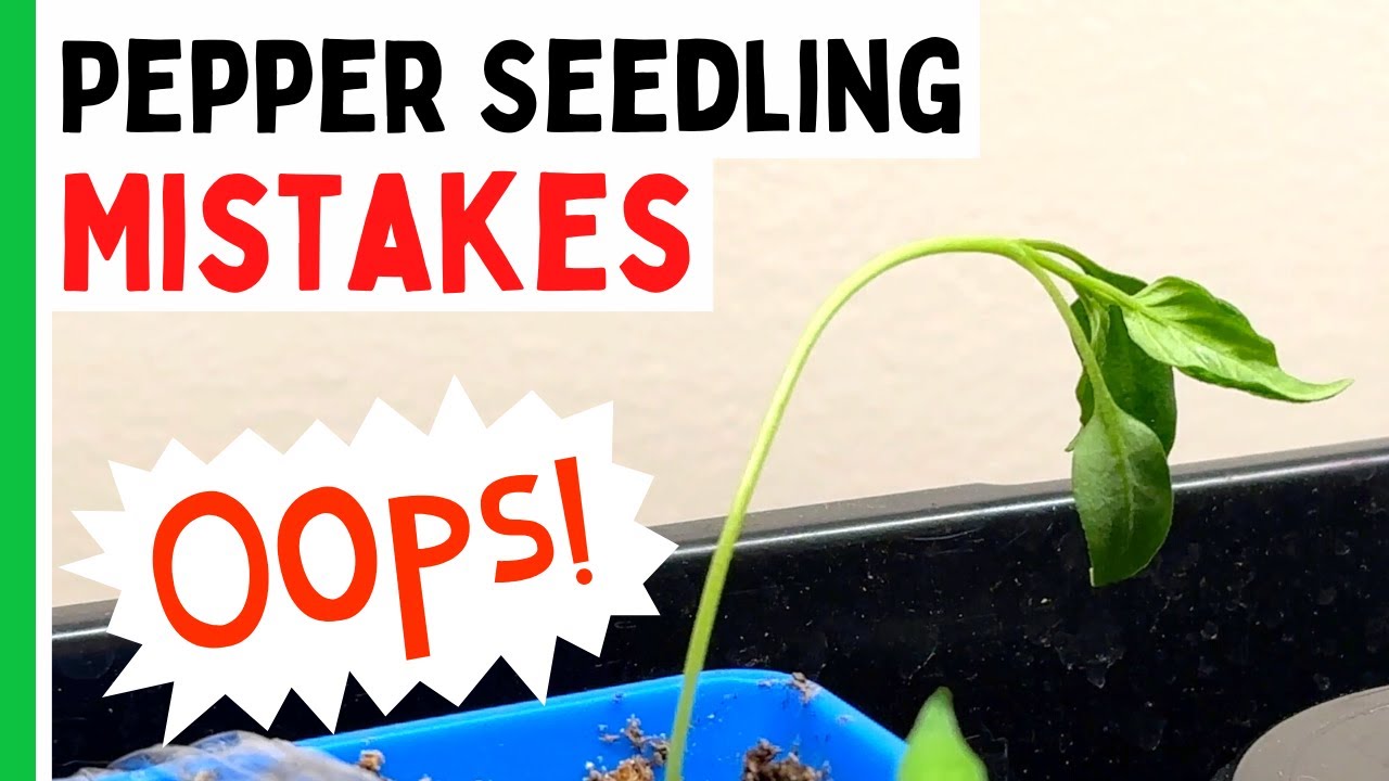 5 Pepper Seedlings Mistakes You Don't Want To Make - Pepper Geek