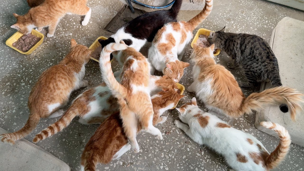 Yine mi Aksilik? Pars Hastalandı...