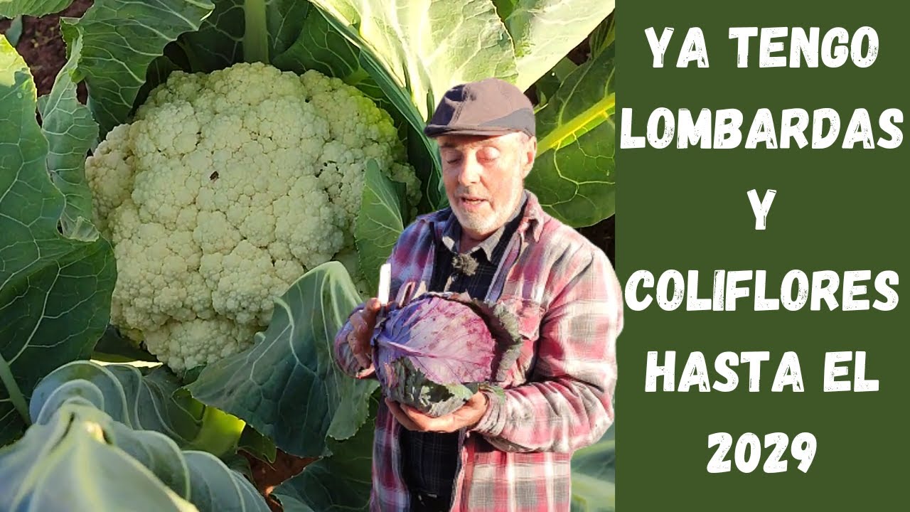 Cómo REPRODUCIR COLIFLORES Y LOMBARDAS para conseguir semillas y comer verduras todos los años