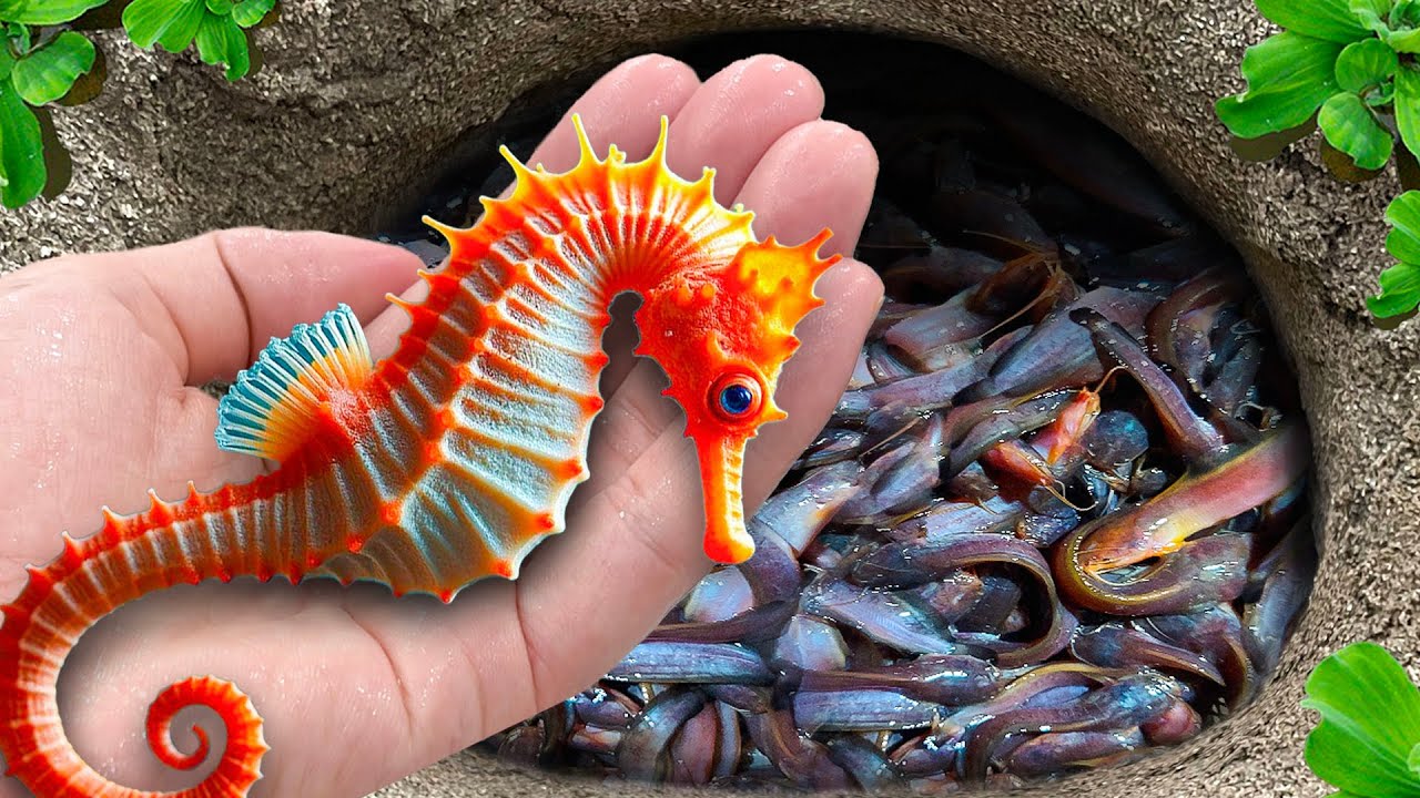 Catching Most Beautiful SEA HORSE, AQUARIUM FISH, Clownfish, Betta Fish, Puffer Fish, Blue Guppy