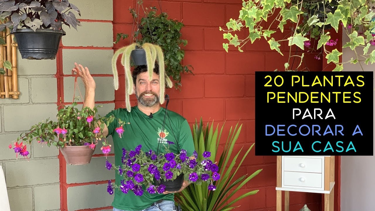 20 Plantas Pendentes Para Decorar a Sua Casa