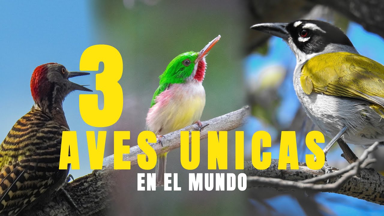 3 Aves de La Hispaniola (República Dominicana) | Pedacito de Isla     #birds #aves #documental #rd