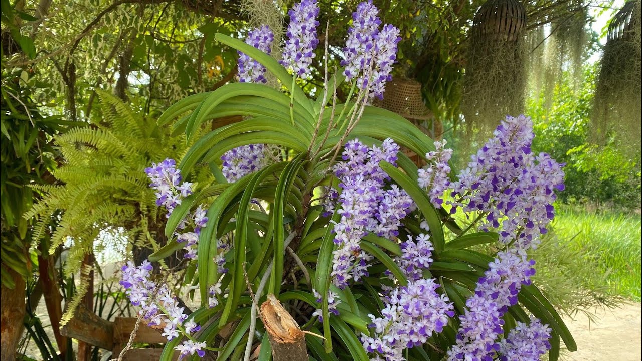 เอื้องเขาแก่ะบลูงานกอ เมษาออกดอก รับไปติดต้นไม้ได้เลยครับผม ดอกหอมมาก ทนแดด เลี้ยงง่าย #จัดสวน 