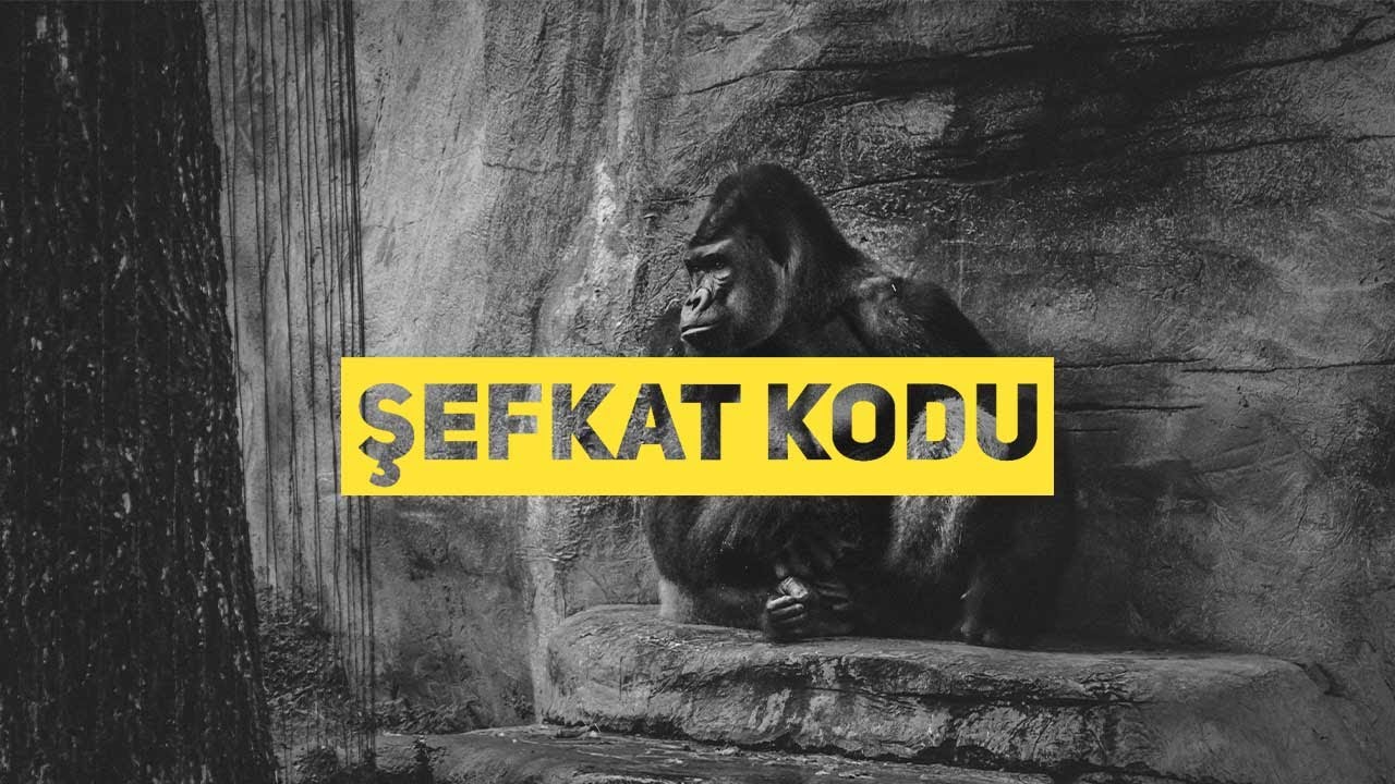Şefkat Kodu: Bir Gorilden Şefkatle İlgili Ne Öğrenebilirsin?