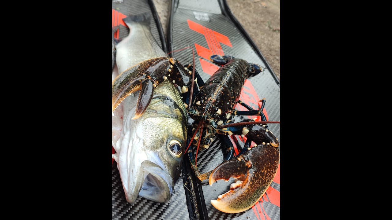 Chasse sous marine au Croisic - Bretagne ( homard et Bar) + Jeux concours