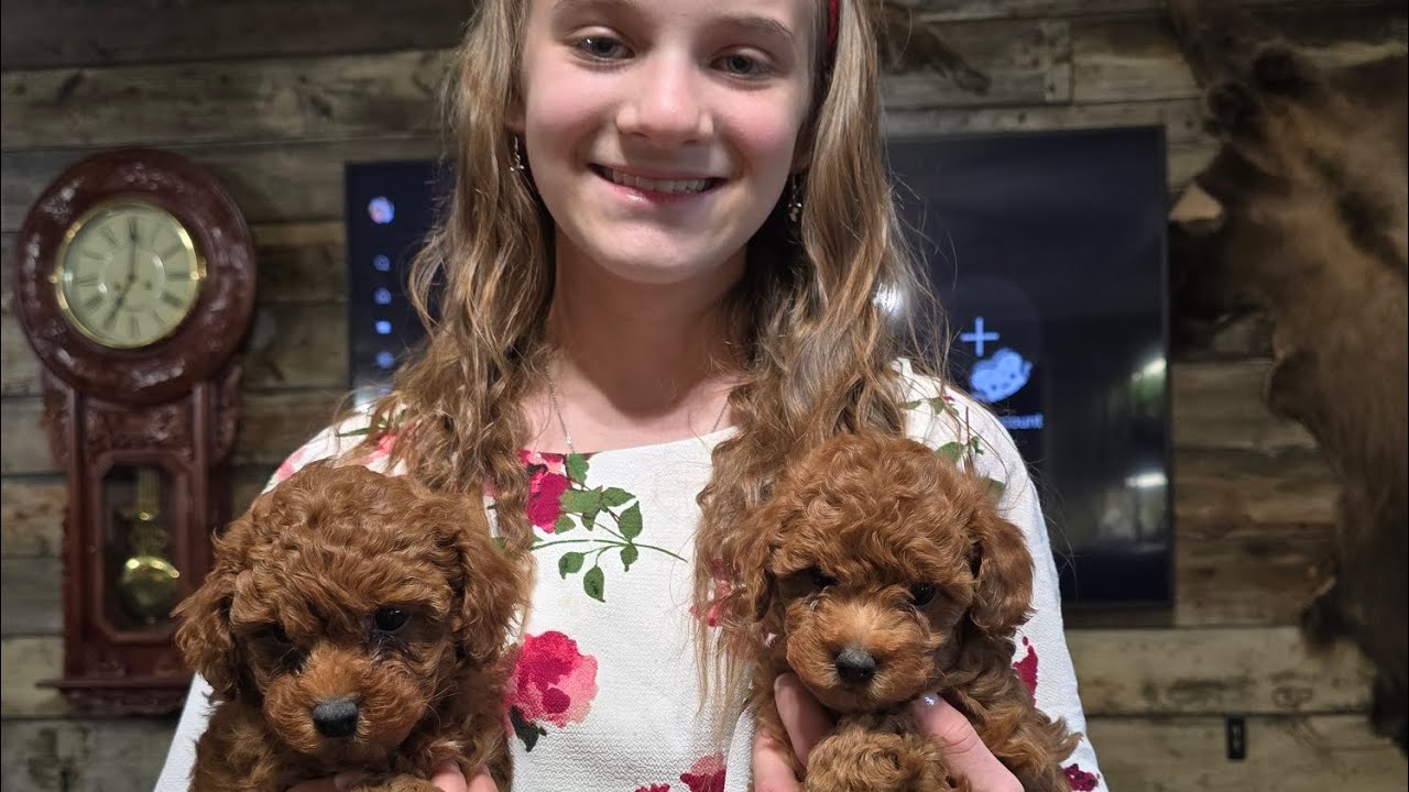Toy Poodle Puppies 4!