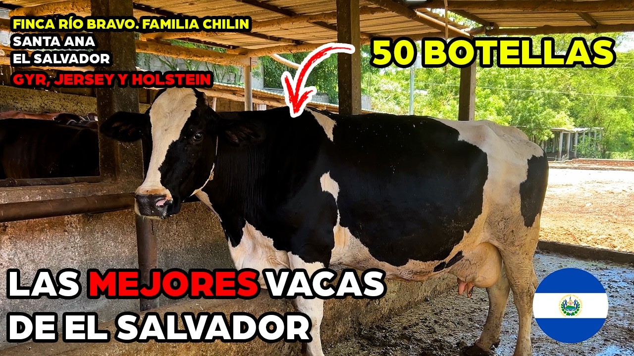 Este hato ganadero parece de otro nivel... ¡y es salvadoreño! 🇸🇻🐂
