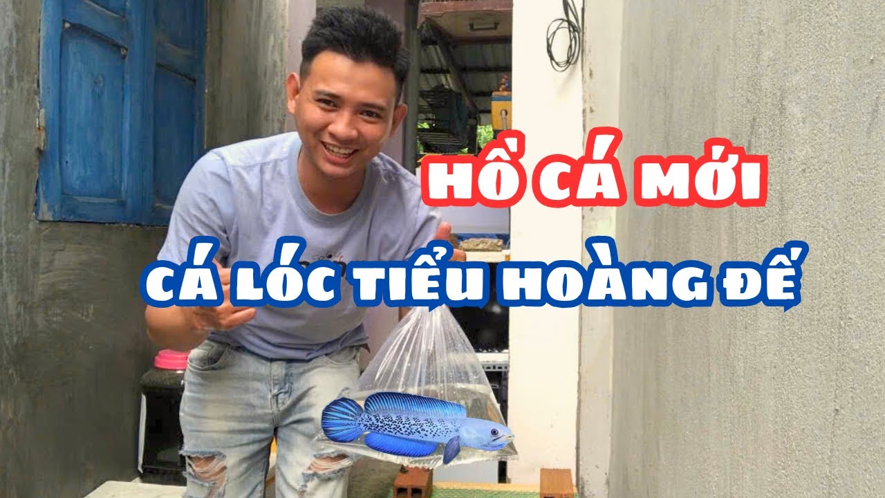 Setup Hồ Xong Thì Bây Giờ Dời Cá Lóc Tiểu Hoàng Đế Lên Hồ Mới