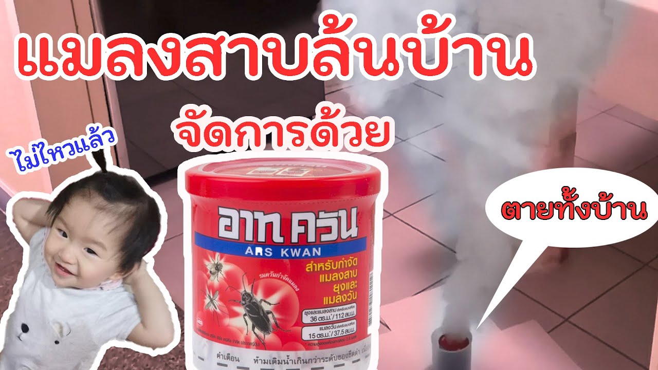 แมลงสาบตัวเล็กล้นบ้าน กำจัดด้วยอาร์ทควัน ง่ายมากๆ แถมตายทั้งบ้านเลย