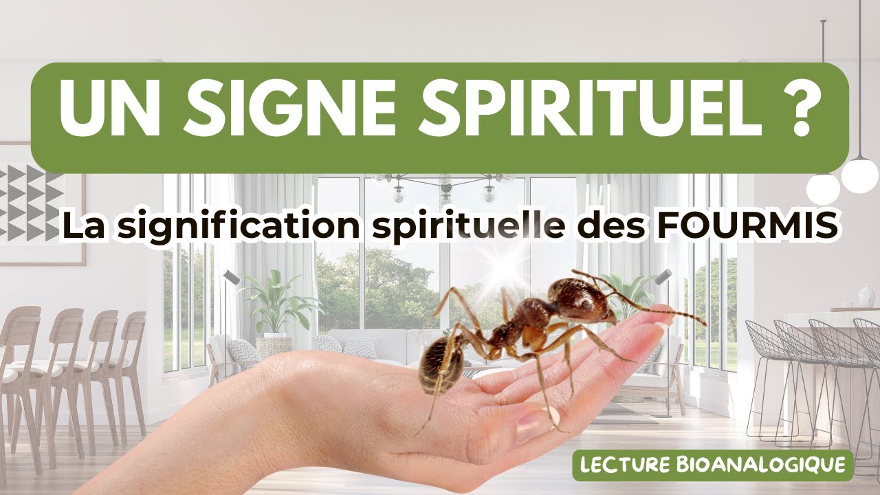 Pourquoi les fourmis envahissent ta maison ?