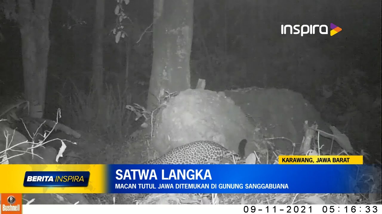 Macan Tutul Jawa Ditemukan Di Gunung Sanggabuana