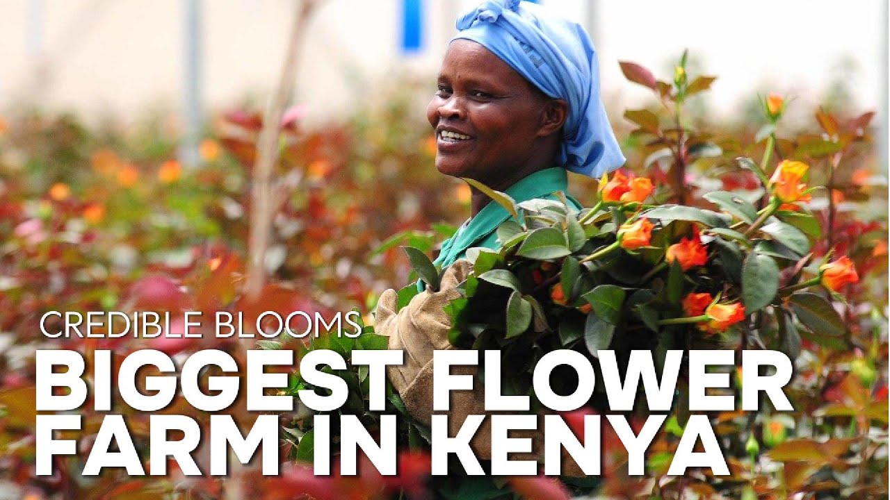 BIGGEST FLOWER FARM IN KENYA - CREDIBLE BLOOMS