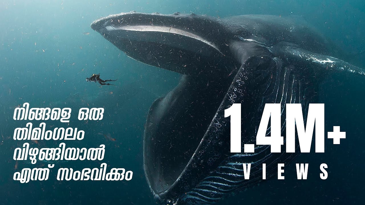 നിങ്ങളെ ഒരു തിമിംഗലം വിഴുങ്ങിയാൽ എന്ത് സംഭവിക്കും? | What If You Were Swallowed by a Whale Malayalam