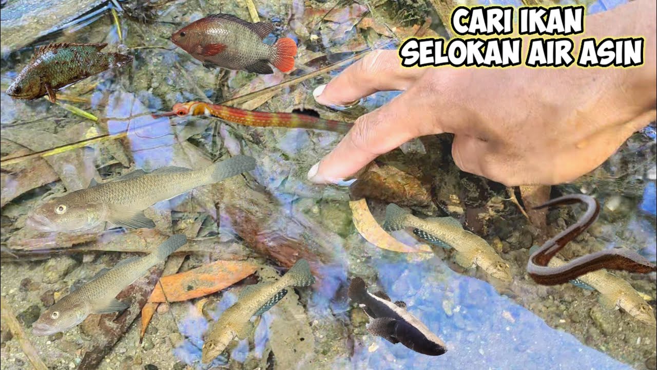 SELOKAN AIR ASIN INI MENYIMPAN BANYAK IKAN AIR ASIN