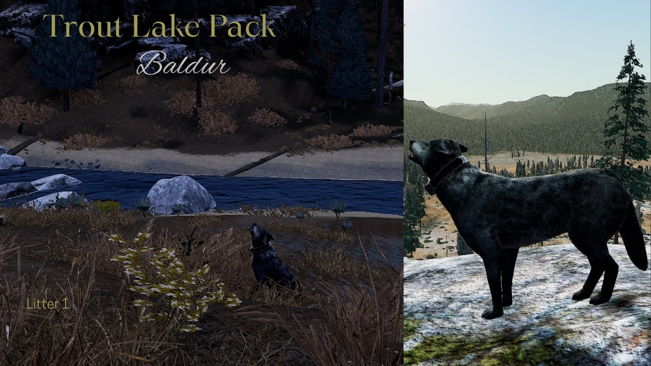 Trout Lake Pack - Baldur - Pack Takeover/Young Hunters [WolfQuest Saga]